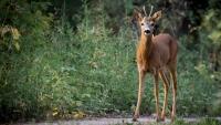 srna roe-deer-880581 1280